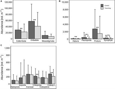 The Impact of Root-Derived Resources on Forest Soil Invertebrates Depends on Body Size and Trophic Position